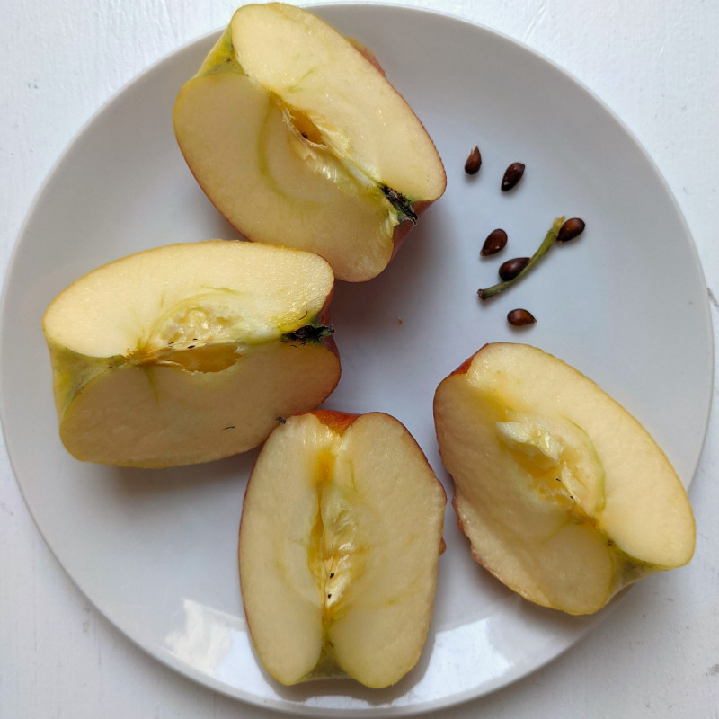 four apple slices with seeds and stem next to them